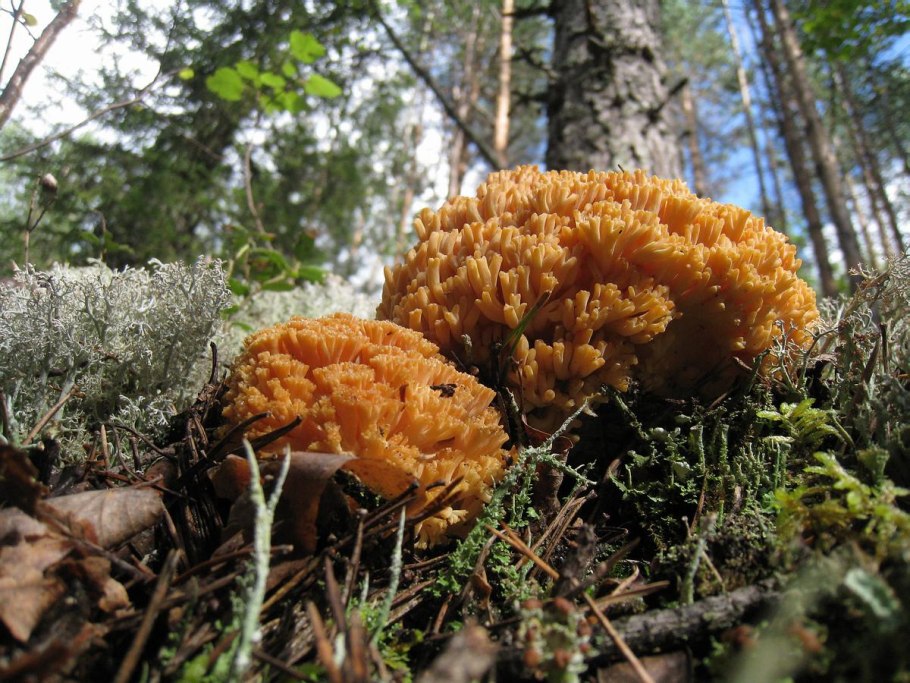 Калоцера клейкая Оленьи рожки