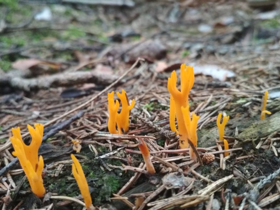 Калоцера гриб