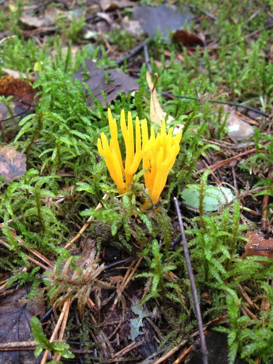 Гриб Калоцера съедобность