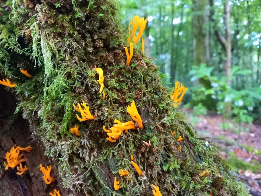 Calocera viscosa
