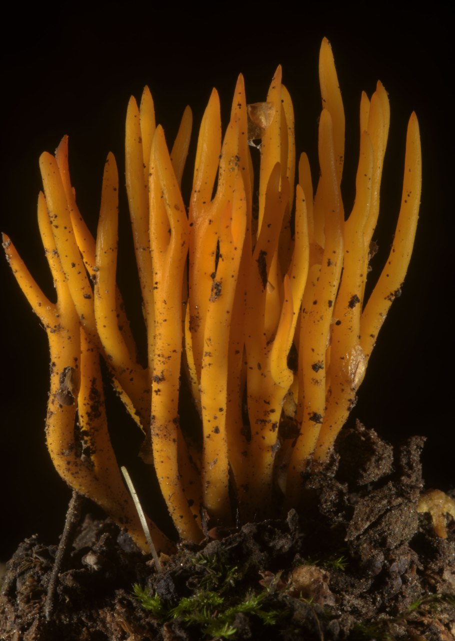 Калоцера клейкая calocera viscosa