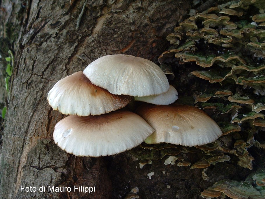 Опёнок Тополиный Cyclocybe aegerita