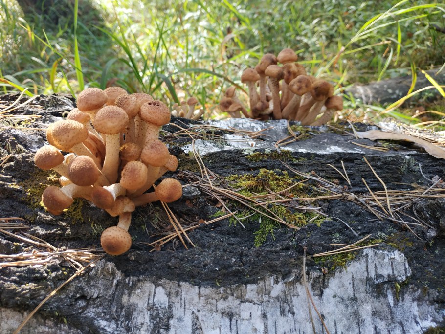 Краткое содержание Грибное лето Успенский