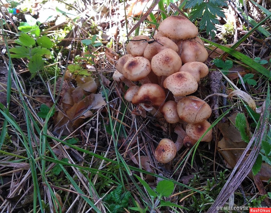 Зимние опята Сочи