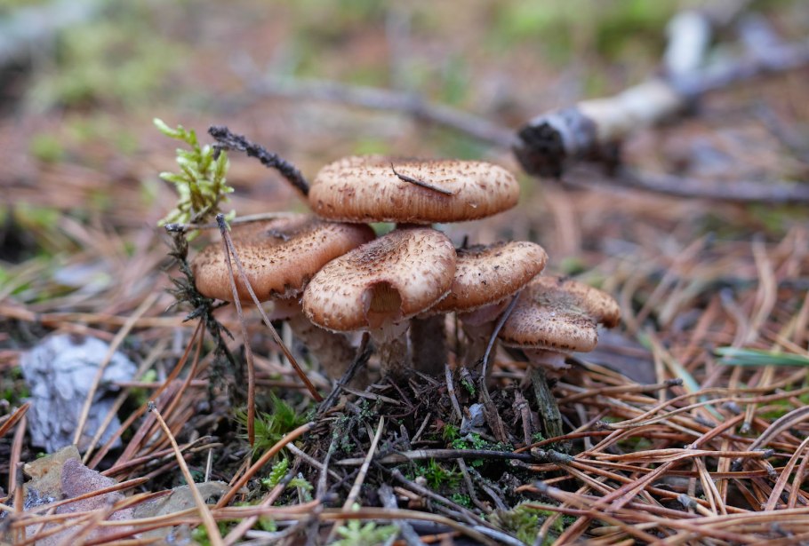 Успенские опята