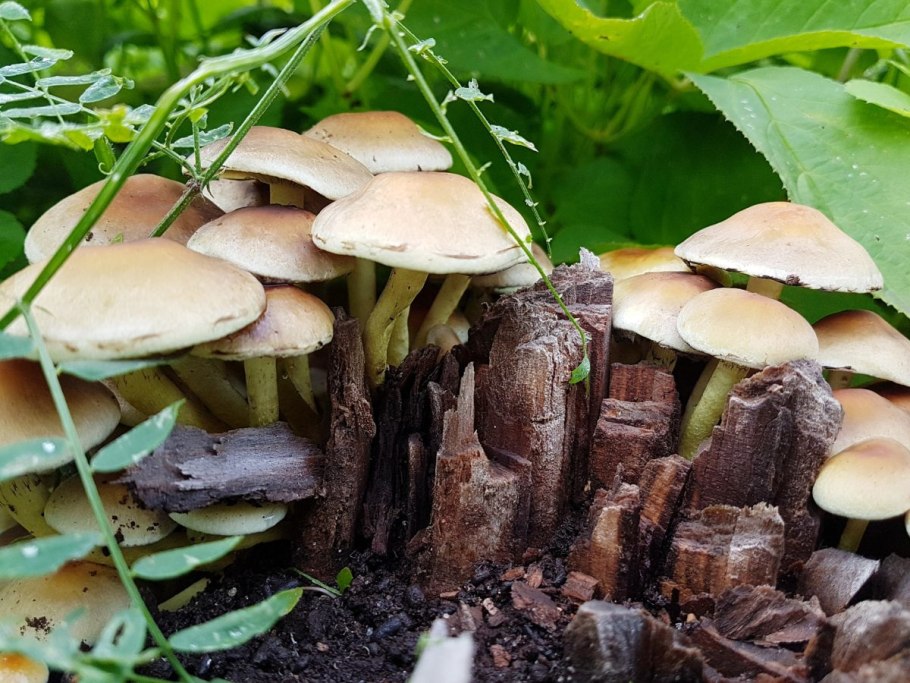 Опята хороший сезон