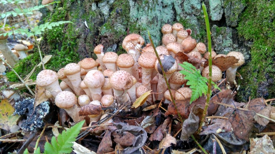 Опенок луговой негниючник