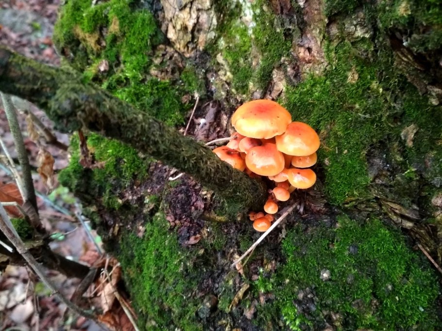 Зимний опенок фламмулина