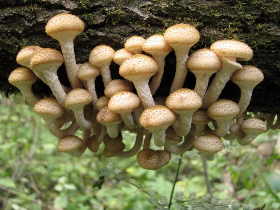 Медовые грибы Armillaria mellea