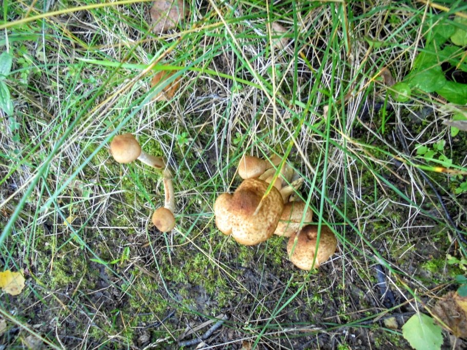 Опята в лесу Брянск в дождь