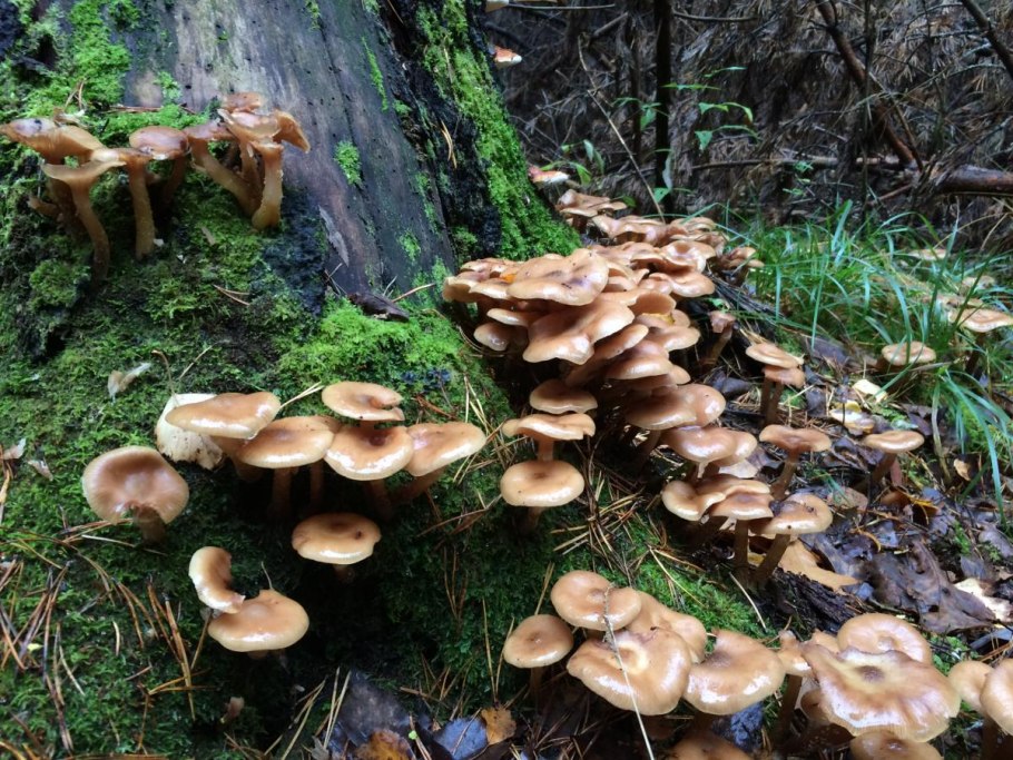 Гриб опёнок осенний