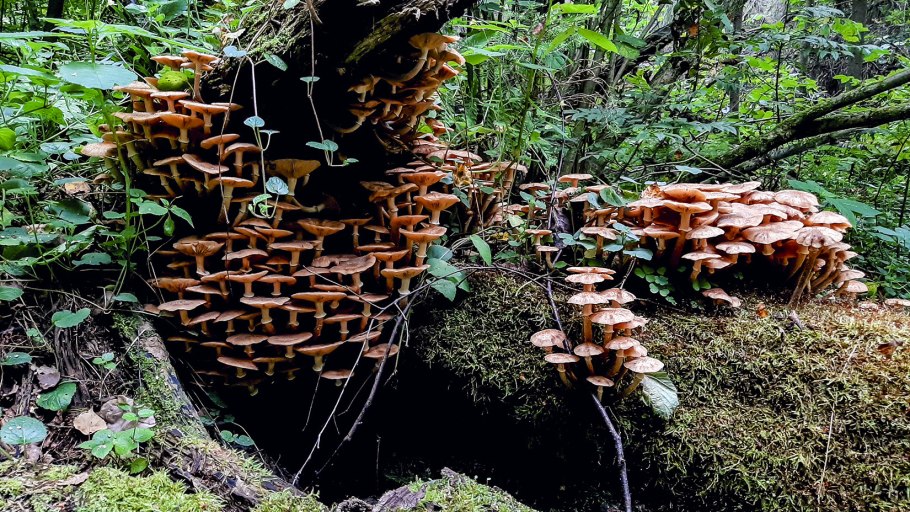 Грибы растущие в Абрикосовом саду