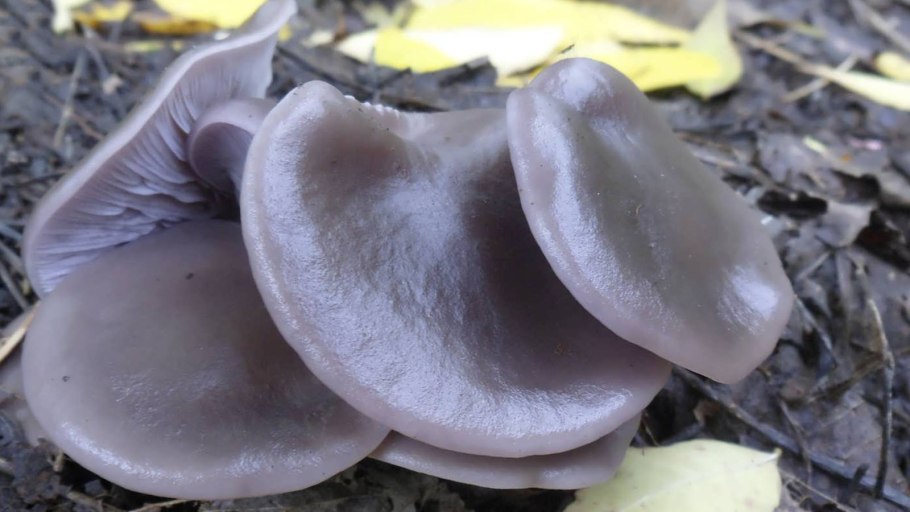 Рядовка сорная Lepista sordida