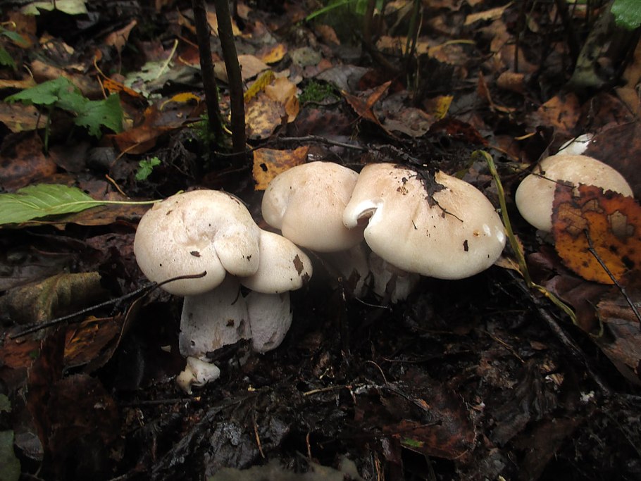 Tricholoma argyraceum