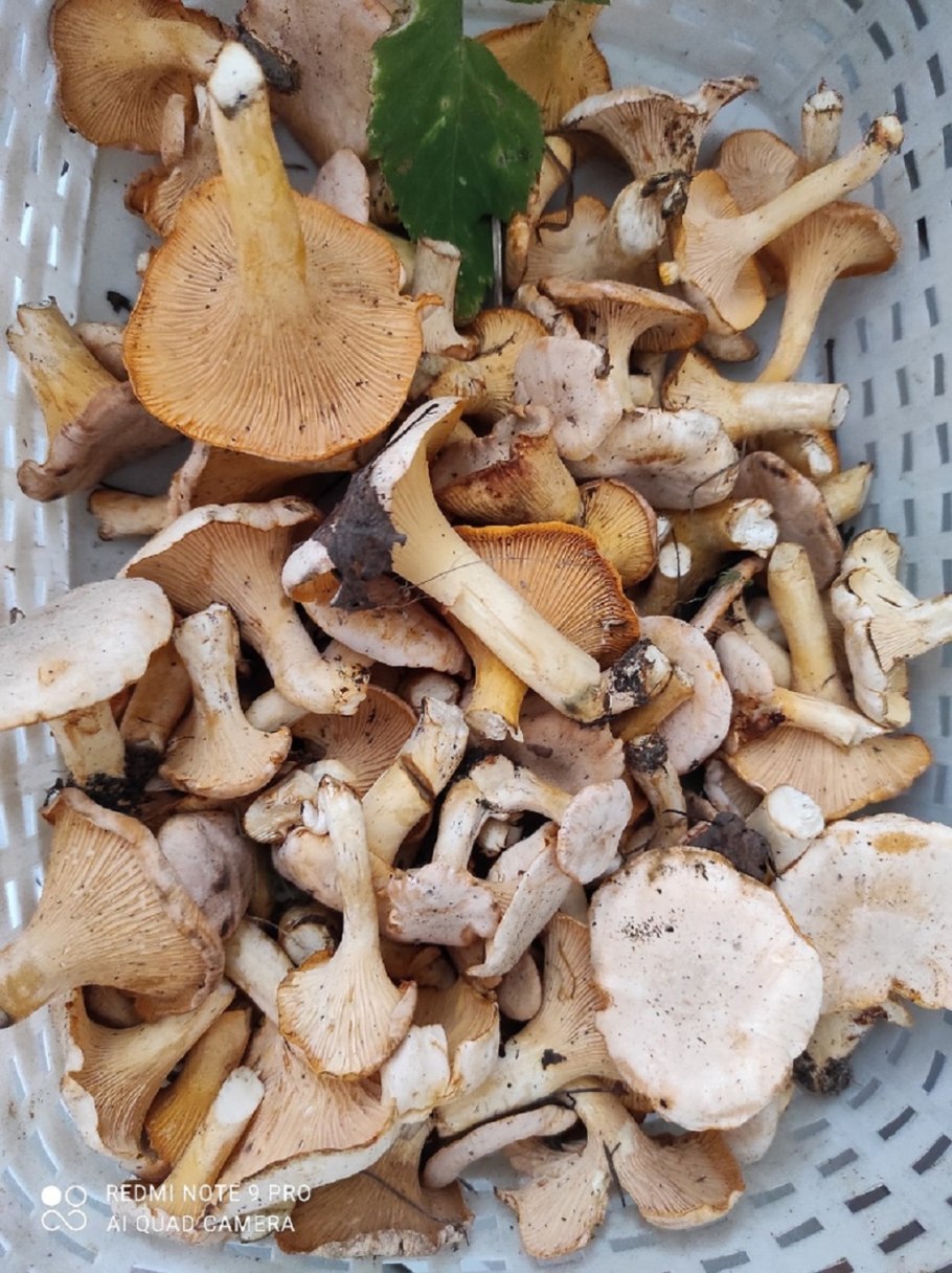 Маринад для грибов свинушек