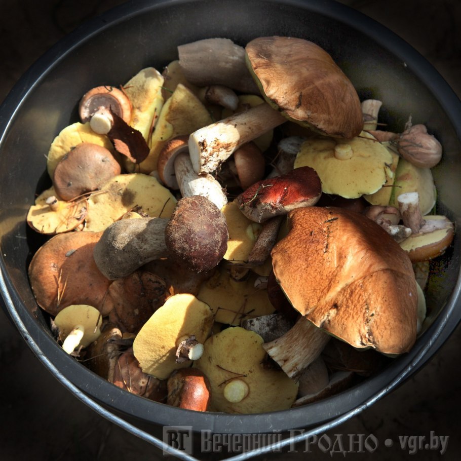 Гриб у которого темнеет срез