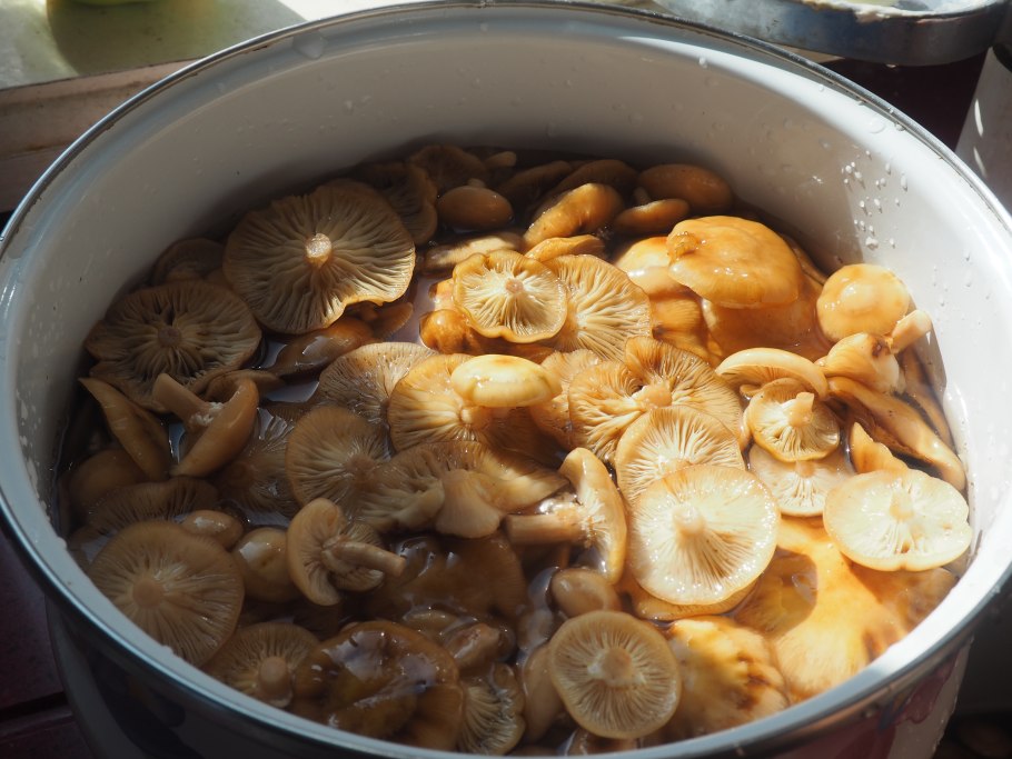 Моховик тупоспоровый