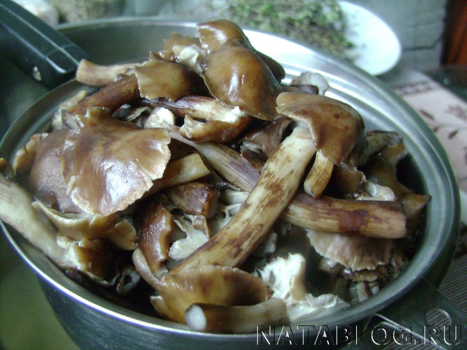Вареные опята