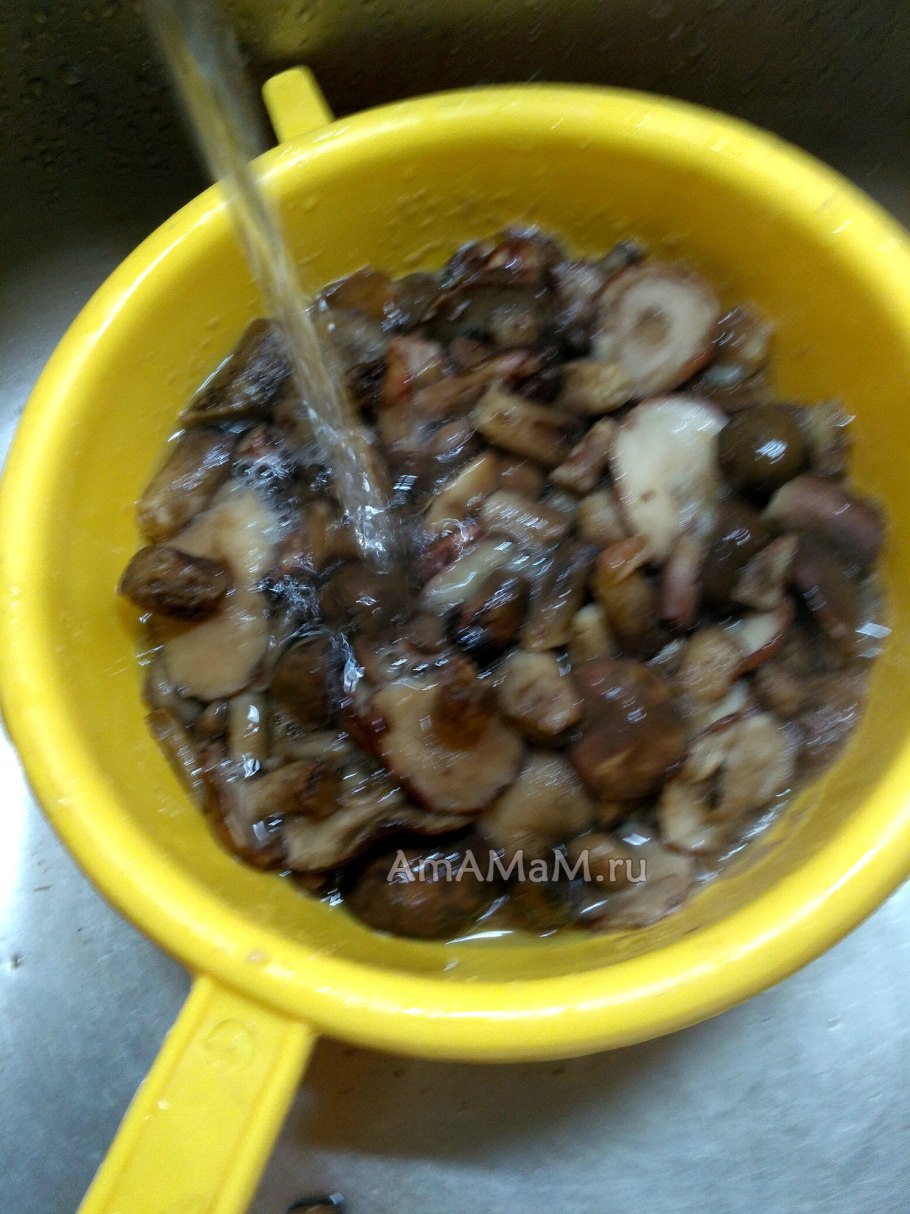 Грибница из маслят