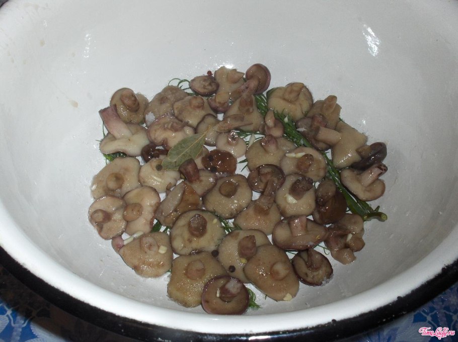 Липовки грибы