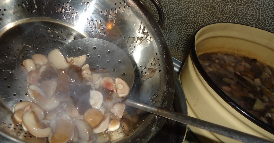 Белый налет на соленых рыжиках горячим способом