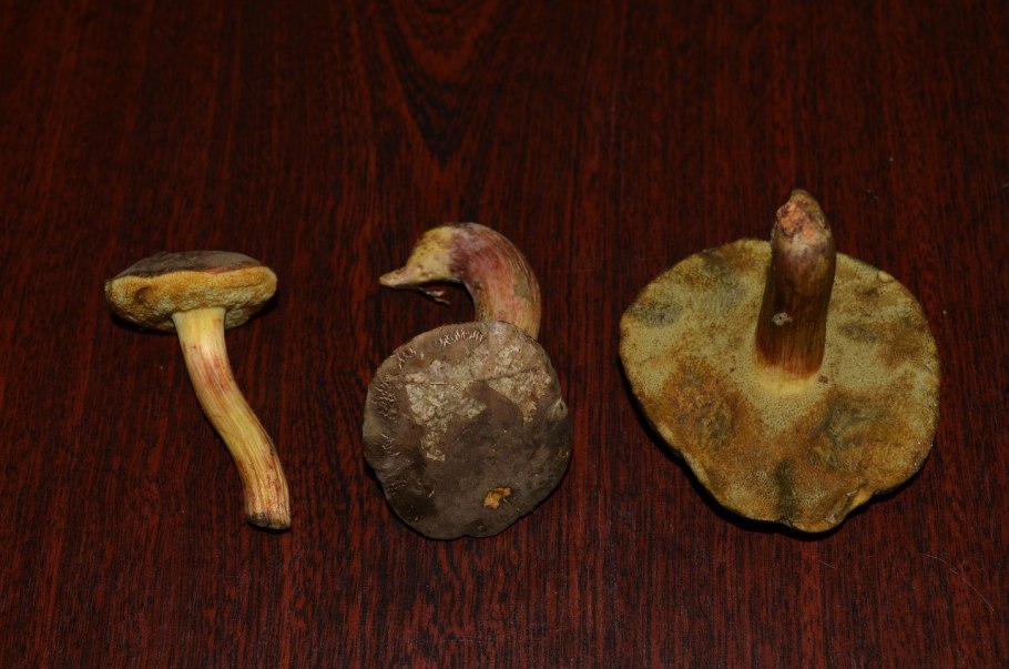 Синяя луковица варки от грибов