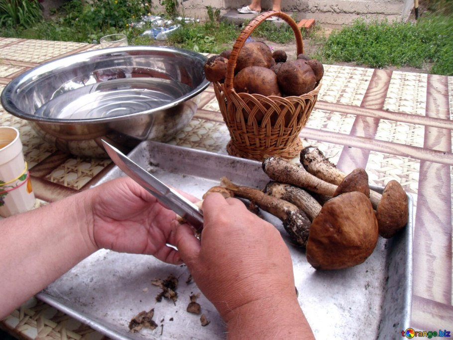 Луковицы грибы