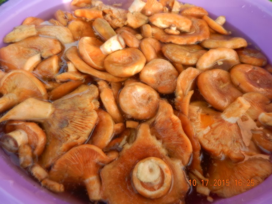 Гриб который отмачивают