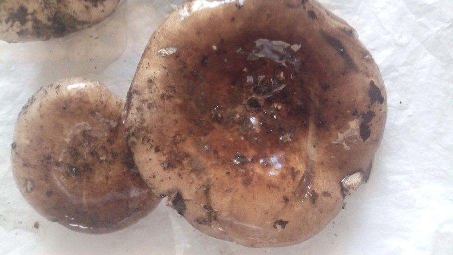 Варка грибов