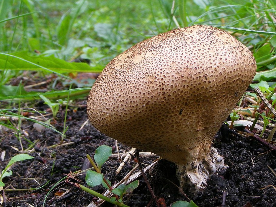Ложнодождевик бородавчатый Scleroderma verrucosum
