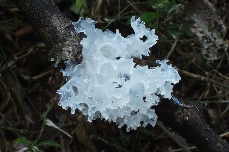 Tremella fuciformis