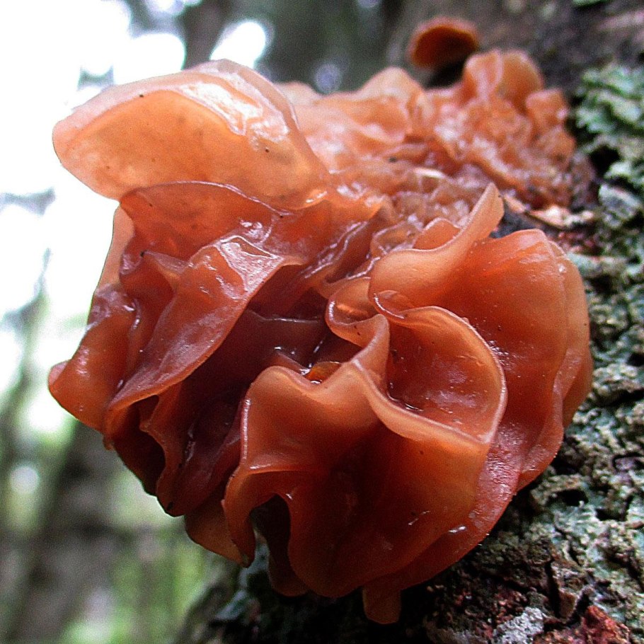 Ежовик пестрый гриб