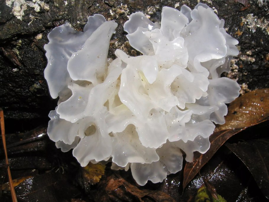 Tremella fuciformis