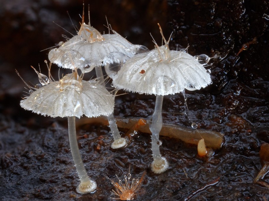 Мицена волосистая