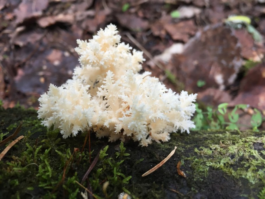 Гребешок муэр древесный гриб