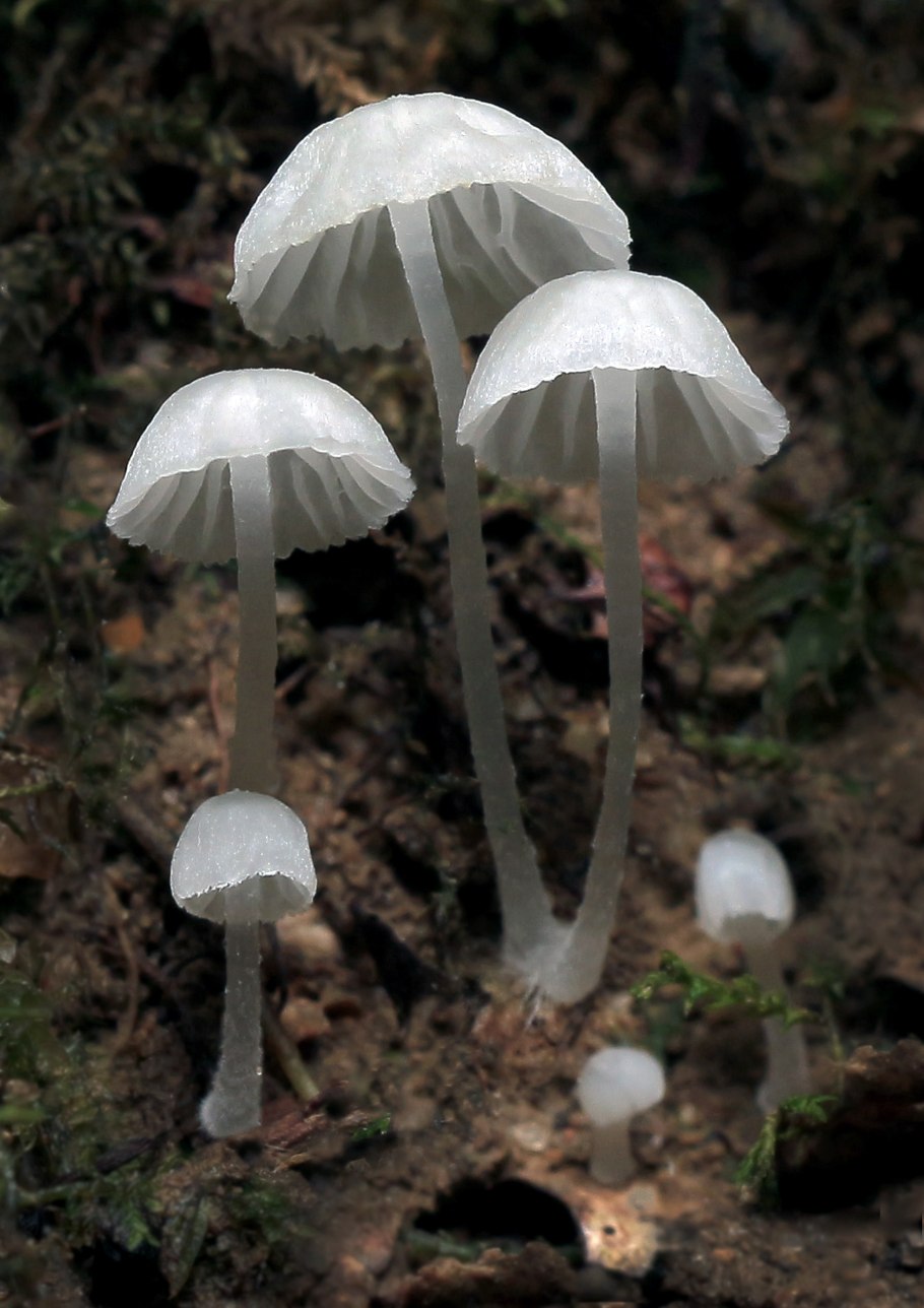 Грибы в Геленджике осень