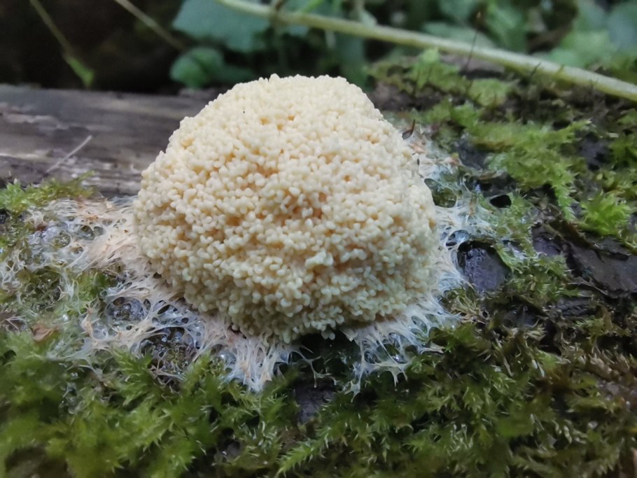 Гриб spongiforma squarepantsii.