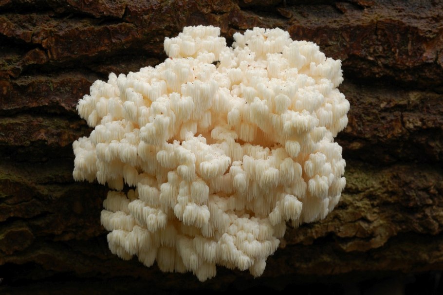 Гриб Mycena interrupta