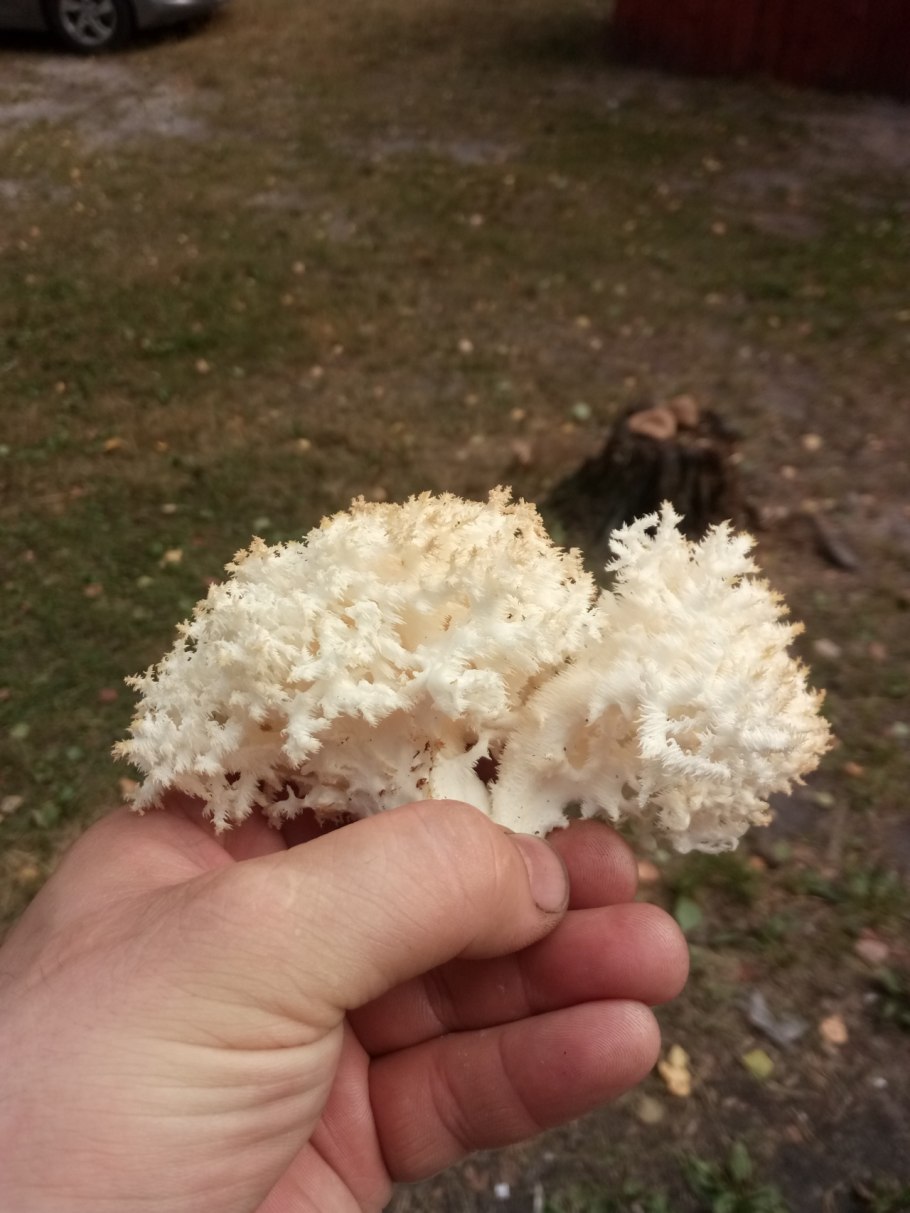 Ежовик коралловидный-гериций.