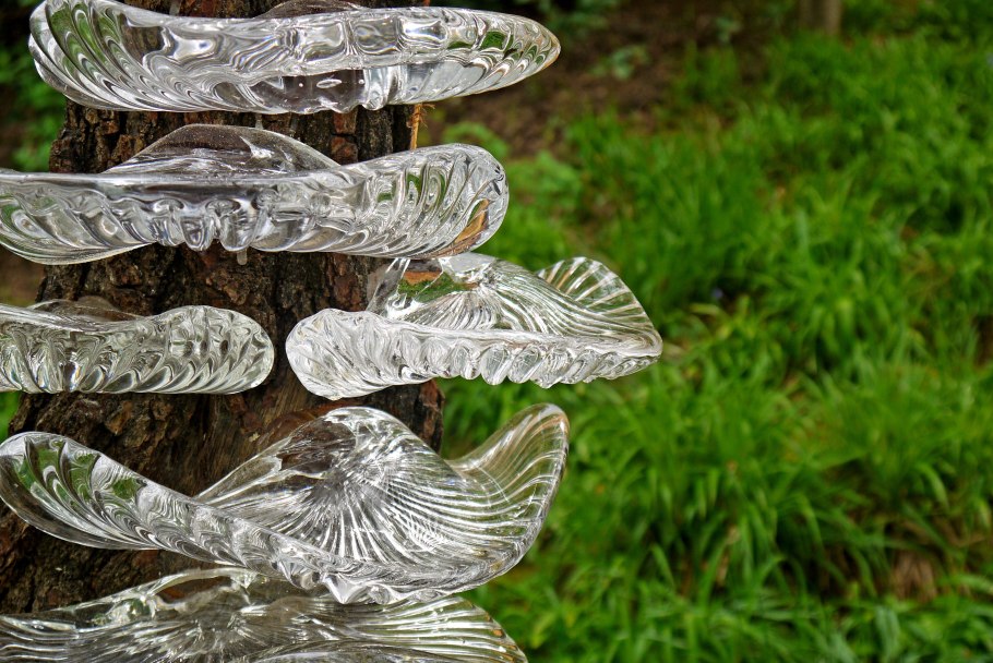 Маленькие прозрачные грибы