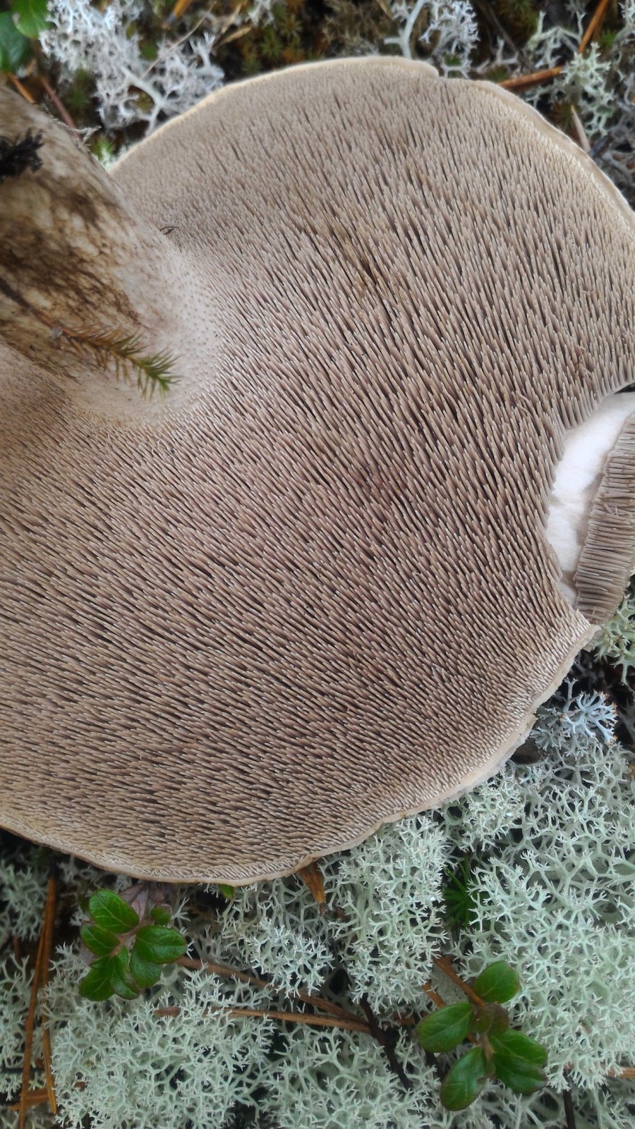 Ежовик гриб мох