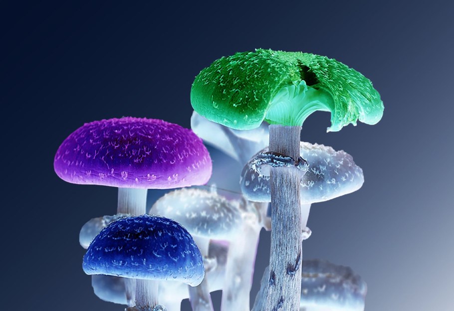 Поганка гриб