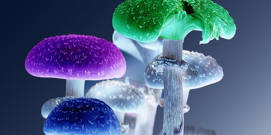 Цветные грибы