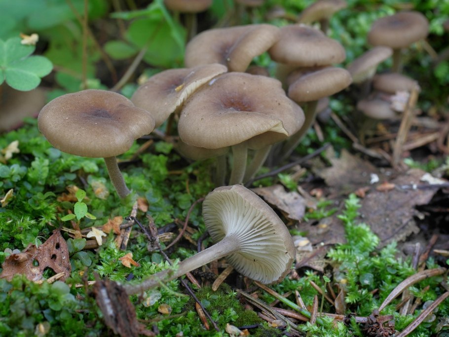 Серо пластинчатые опята