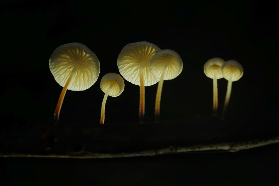 Marasmiellus ramealis