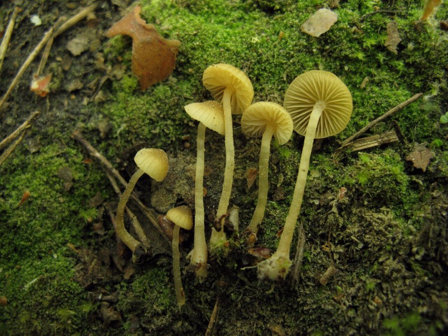 Галерина зеленая