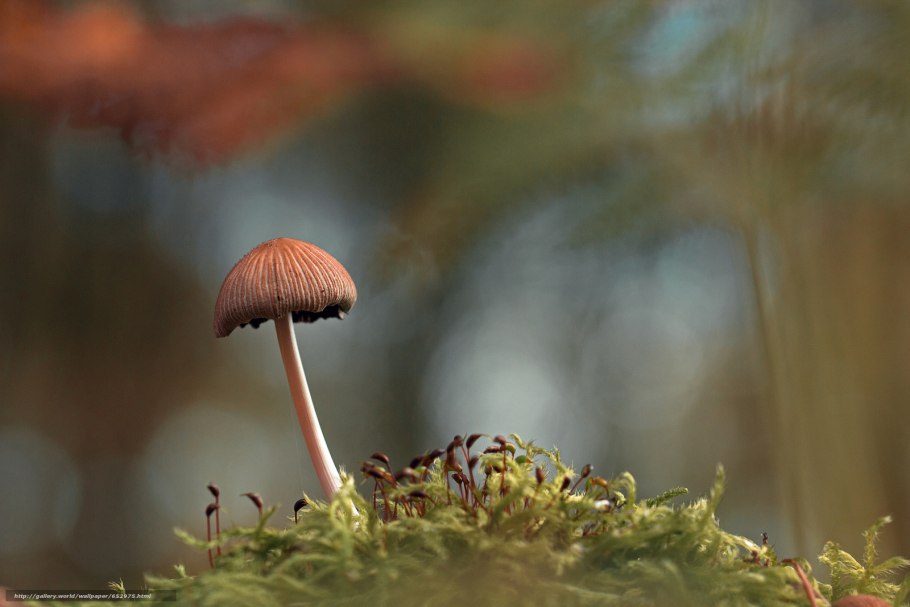 Грибы на длинной ножке