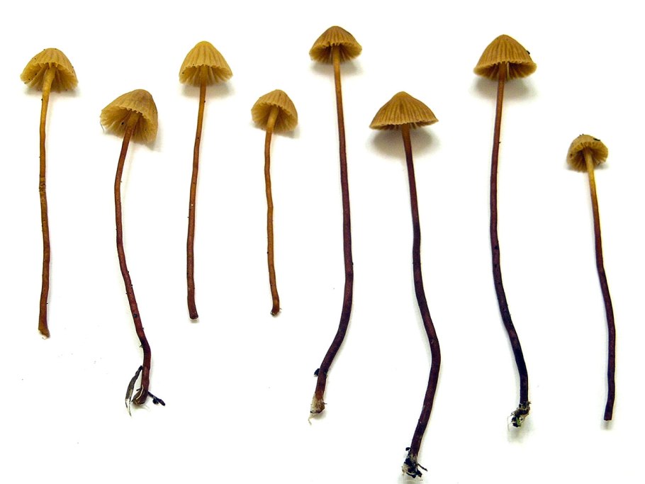 Galerina vittiformis