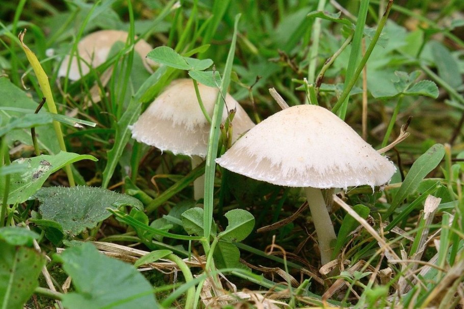 Псатирелла белая