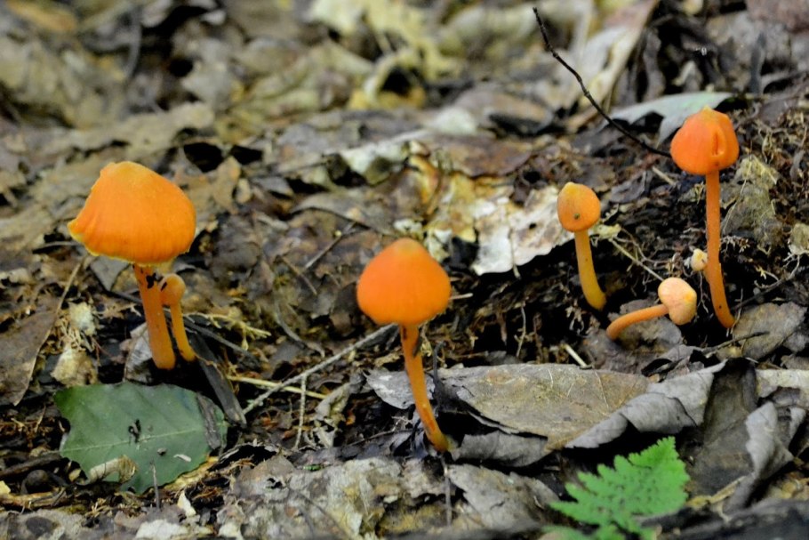 Оранжевый гриб на тонкой ножке